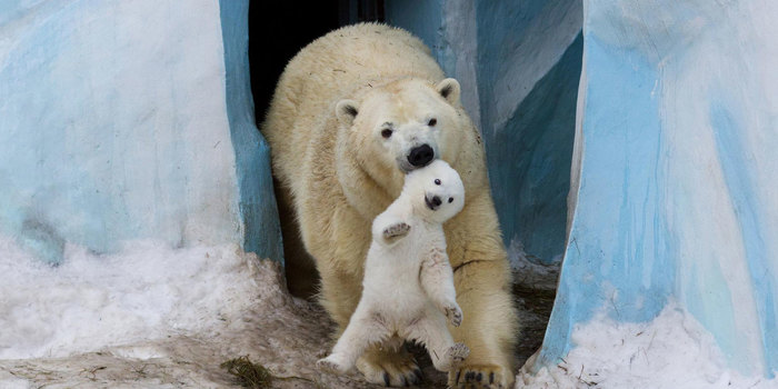 25 Of The Cutest Parenting Moments In The Animal Kingdom