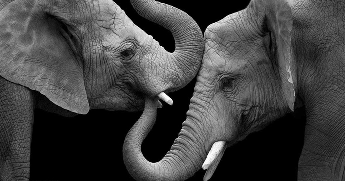 Elephant Love: Photographer Shows The Emotional Side Of Giants