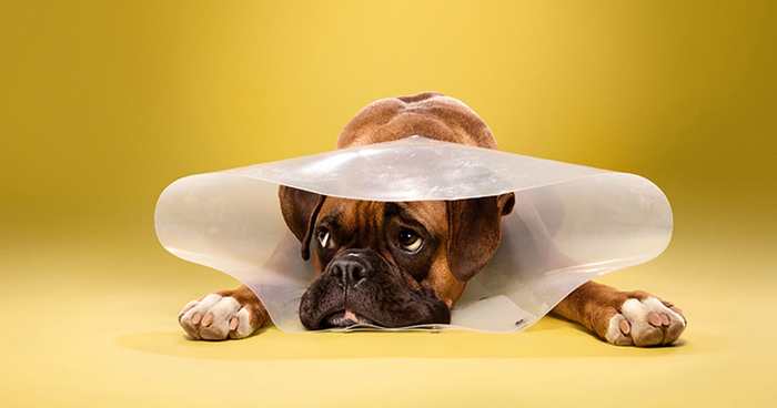 I Photograph Dogs Wearing Cones Of Shame