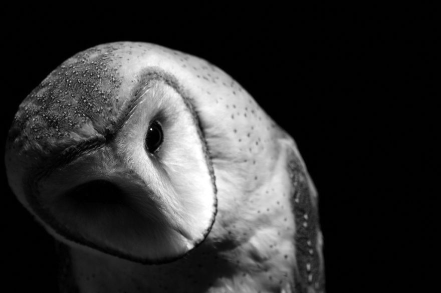 animal-portraits-zoo-photography-boza-ivanovic-10 animal-portraits-zoo-photography-boza-ivanovic-10