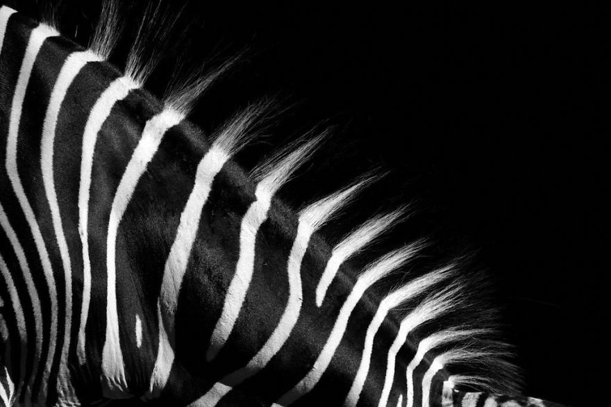 animal-portraits-zoo-photography-boza-ivanovic-13 animal-portraits-zoo-photography-boza-ivanovic-13