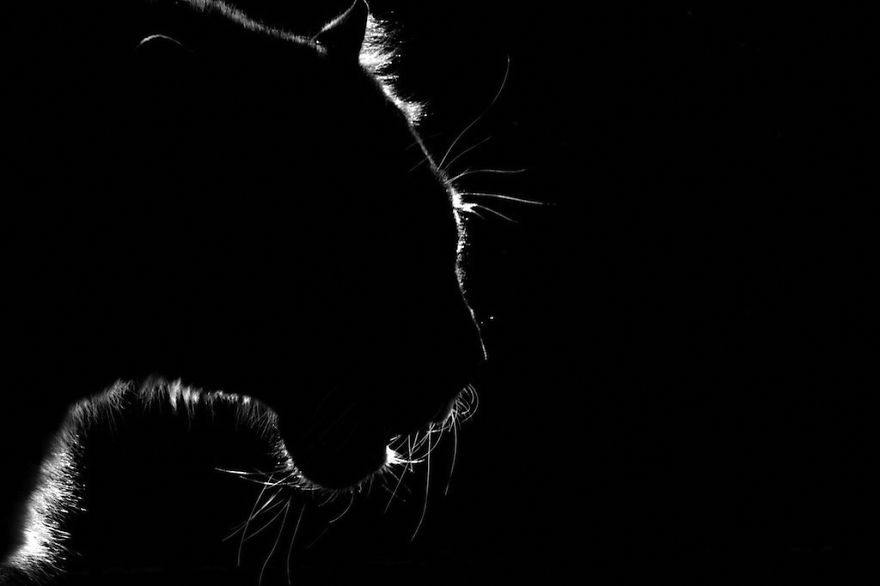 animal-portraits-zoo-photography-boza-ivanovic-14 animal-portraits-zoo-photography-boza-ivanovic-14