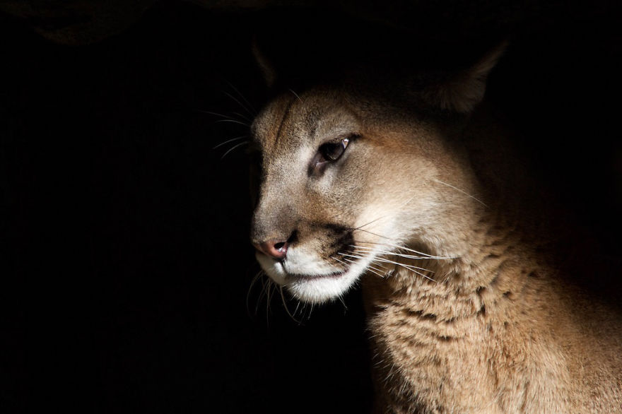 animal-portraits-zoo-photography-boza-ivanovic-15 animal-portraits-zoo-photography-boza-ivanovic-15