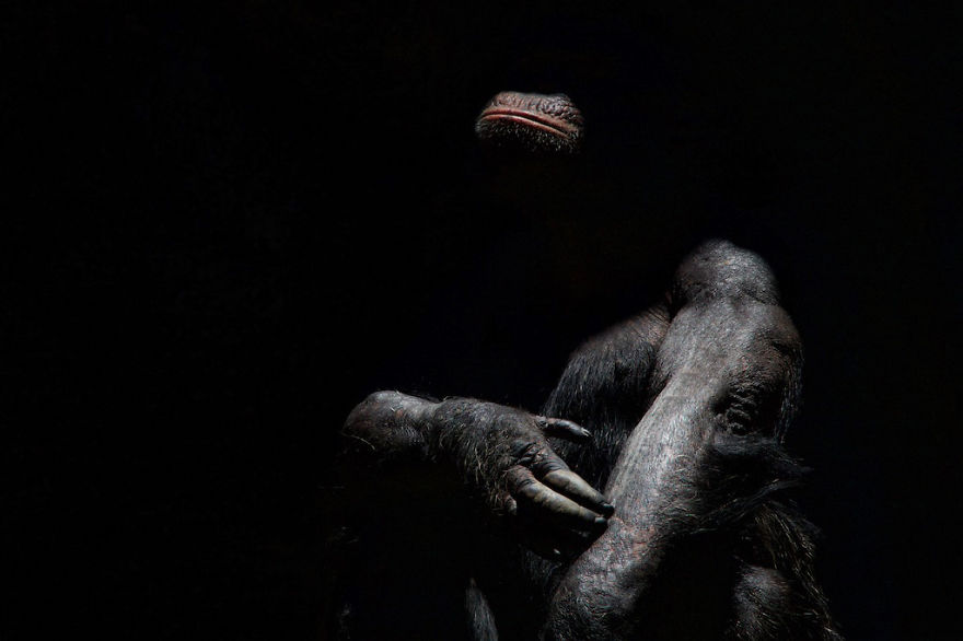 animal-portraits-zoo-photography-boza-ivanovic-16