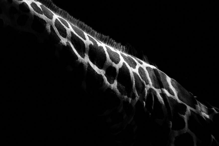 animal-portraits-zoo-photography-boza-ivanovic-17