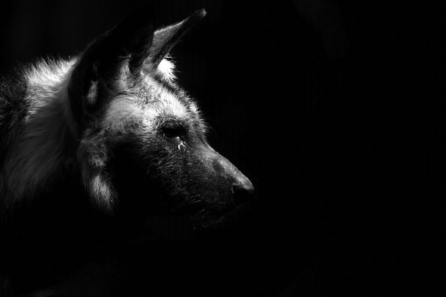 animal-portraits-zoo-photography-boza-ivanovic-3