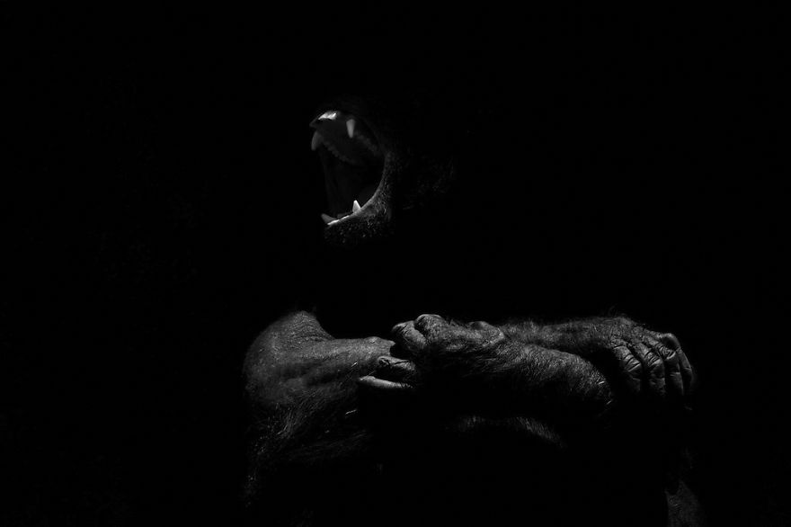 animal-portraits-zoo-photography-boza-ivanovic-6