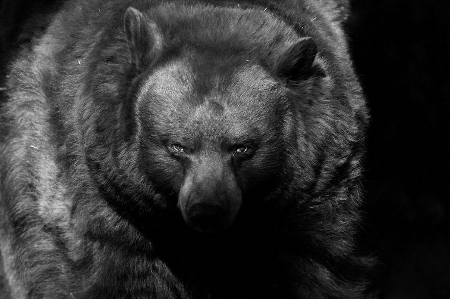 animal-portraits-zoo-photography-boza-ivanovic-8