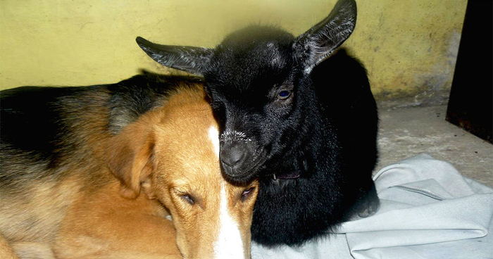 Jewel Was Left To Die In The Cold But These People In Bulgaria Could Not Let It Happen