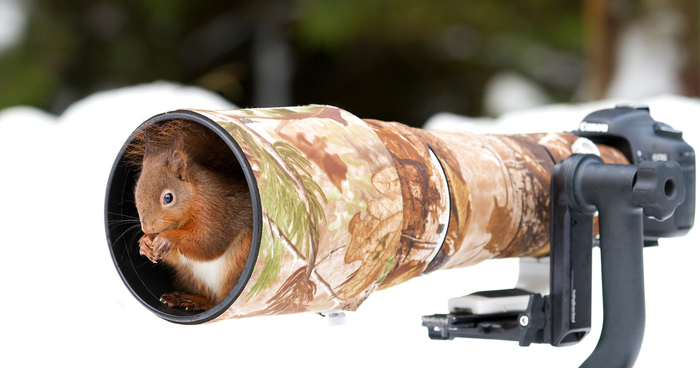 Animals Getting Comfortable With Camera Gear