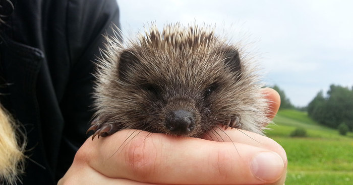 Weird Animals You Met Randomly