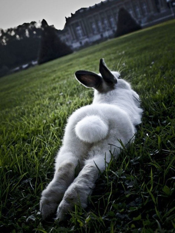 Bunny Tail