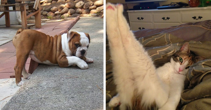 177 Animals Posing For The Camera Like Pros