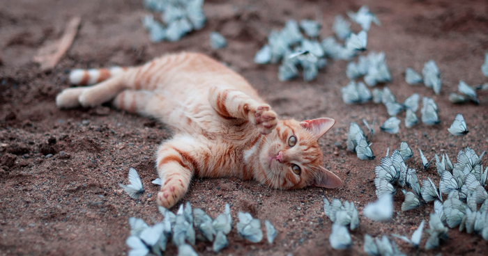 Orange tabby cat lying on dirt ground surrounded by white butterflies, showcasing animals with butterflies in nature.