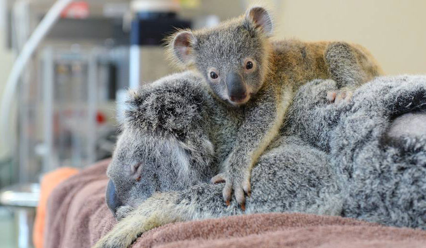 baby-koala-mom-surgery-australia-zoo-1 baby-koala-mom-surgery-australia-zoo-1