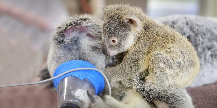 baby-koala-mom-surgery-australia-zoo-2 baby-koala-mom-surgery-australia-zoo-2