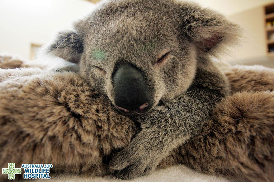 baby-koala-mom-surgery-australia-zoo-3 baby-koala-mom-surgery-australia-zoo-3