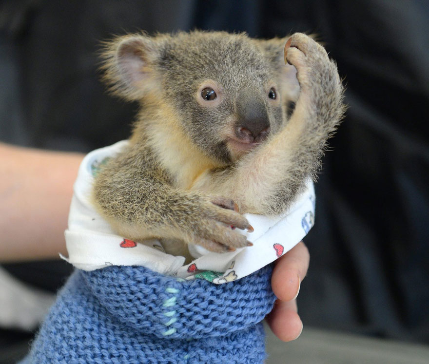 baby-koala-mom-surgery-australia-zoo-5