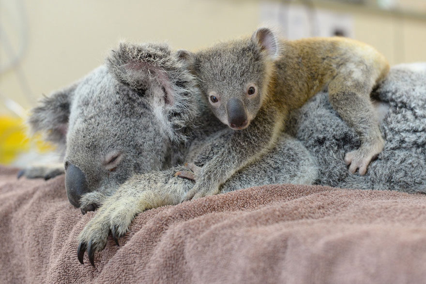 baby-koala-mom-surgery-australia-zoo-6 baby-koala-mom-surgery-australia-zoo-6