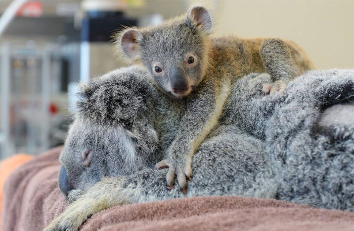 Baby Koala Hugs Unconscious Mom During Life-Saving Surgery