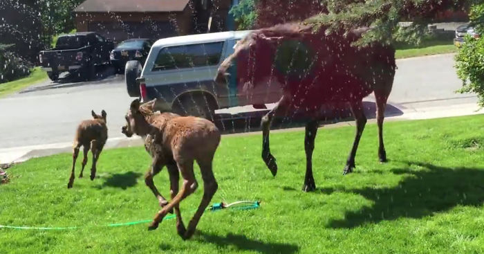 Moose Family Jumps For Joy When A Woman Saves Them From Alaskan Heatwave