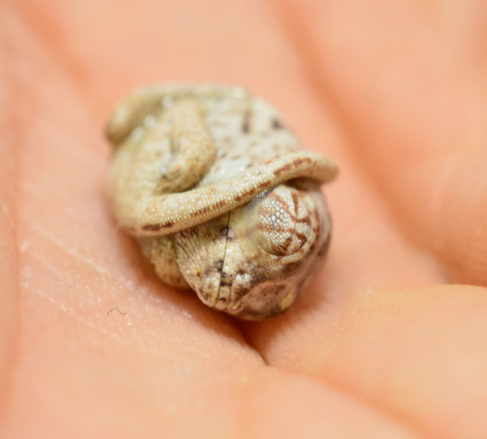 baby-panther-chameleon-seconds-after-hatched-egg-position-1