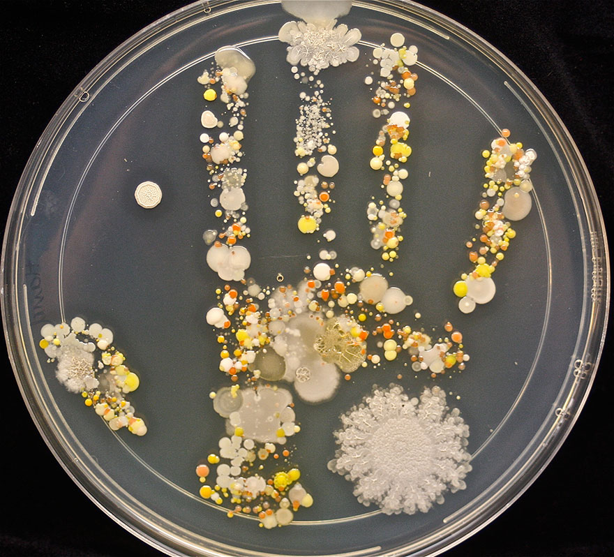 bacteria-petri-dish-microbe-8-year-old-boy-hand-print-tasha-sturm-1 bacteria-petri-dish-microbe-8-year-old-boy-hand-print-tasha-sturm-1