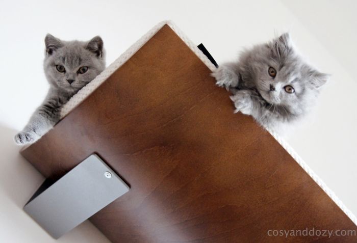 Cat’s Chillout Zone