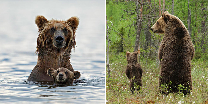 Big Bears Teaching Their Teddies How To Bear