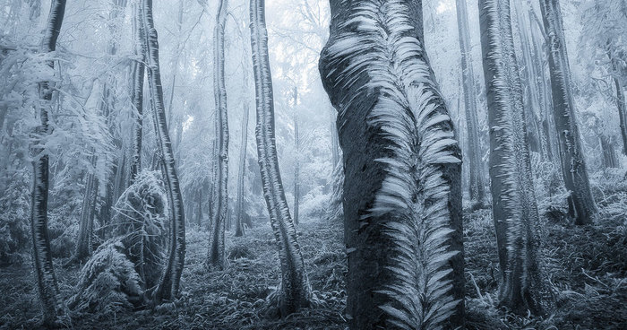 132 Mysterious Forests You’d Love To Get Lost In