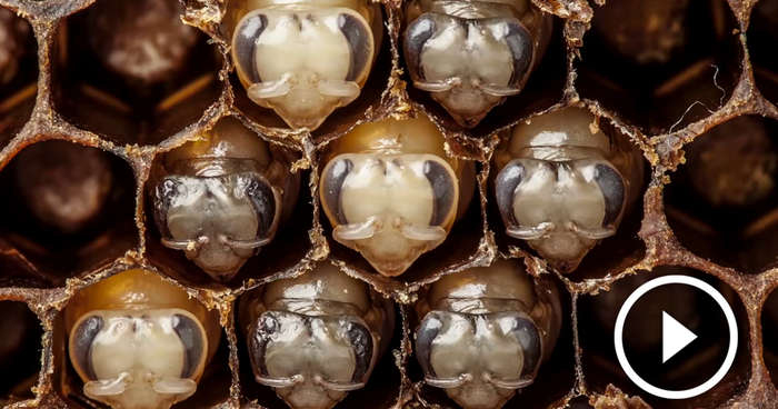First 21 Days Of Bee’s Life Revealed In Hypnotizing 60-Second Timelapse