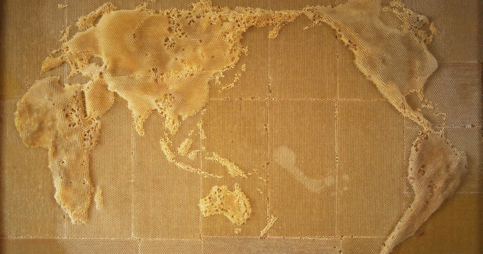 I Collaborate With Bees To Create Beautiful Artworks Of Beeswax