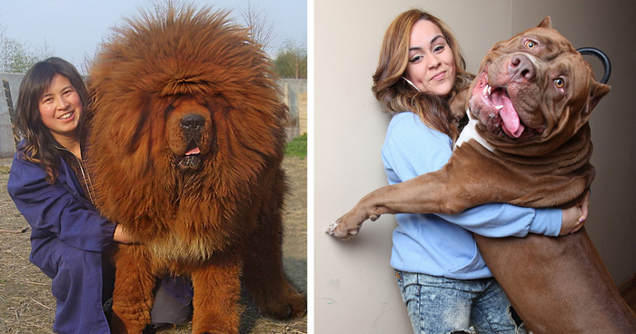 128 Dogs Who Don’t Understand How BIG They Are