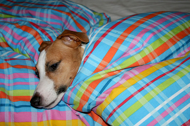 Bimbo Preheating The Sheets