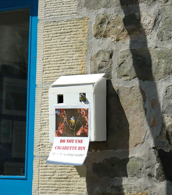 Cigarette Bins Must Seem Very Attractive To Blue Tits Looking For Somewhere To Settle Down