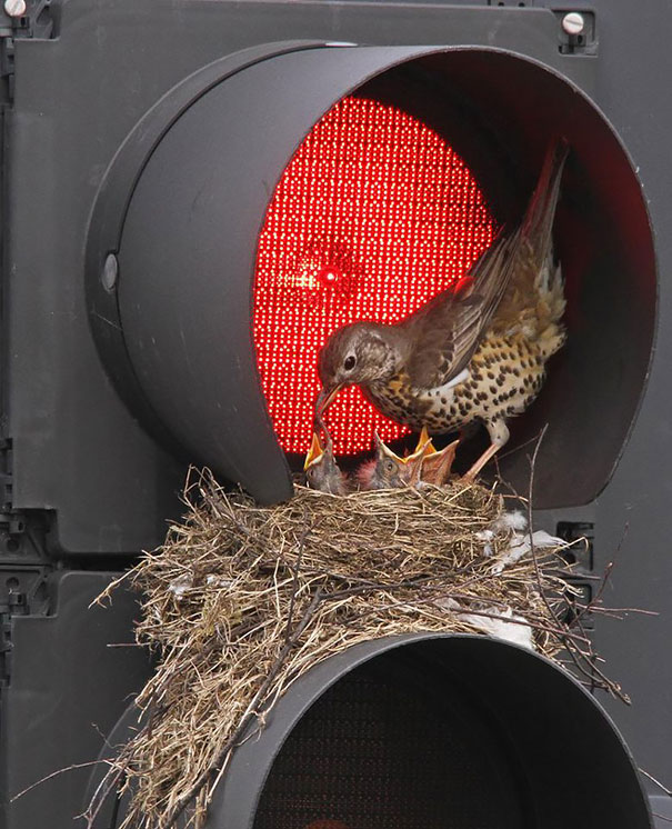 Traffic Light Nest
