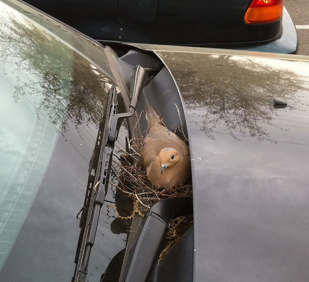 Nest On The Car