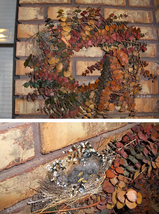 Nest On Decorative Wreath