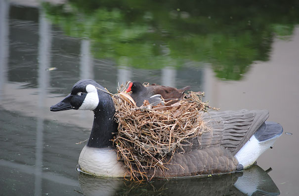 A Goose Figurine Became Home To A Real Live Bird