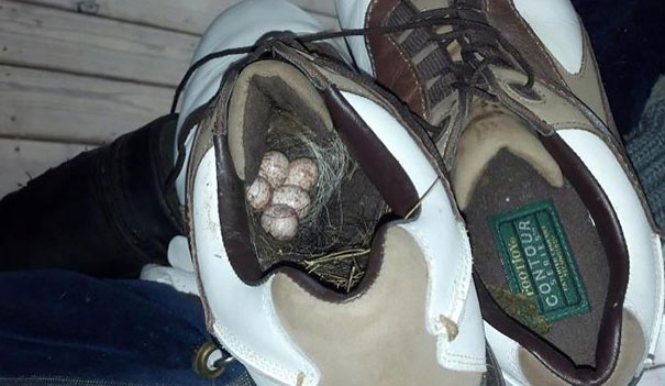 Carolina Wren’s Nest In A Golf Shoe
