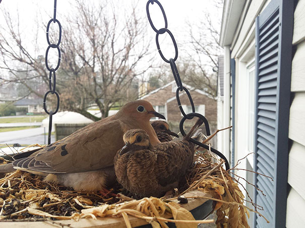 Dove Makes A Nest Next To The Front Door