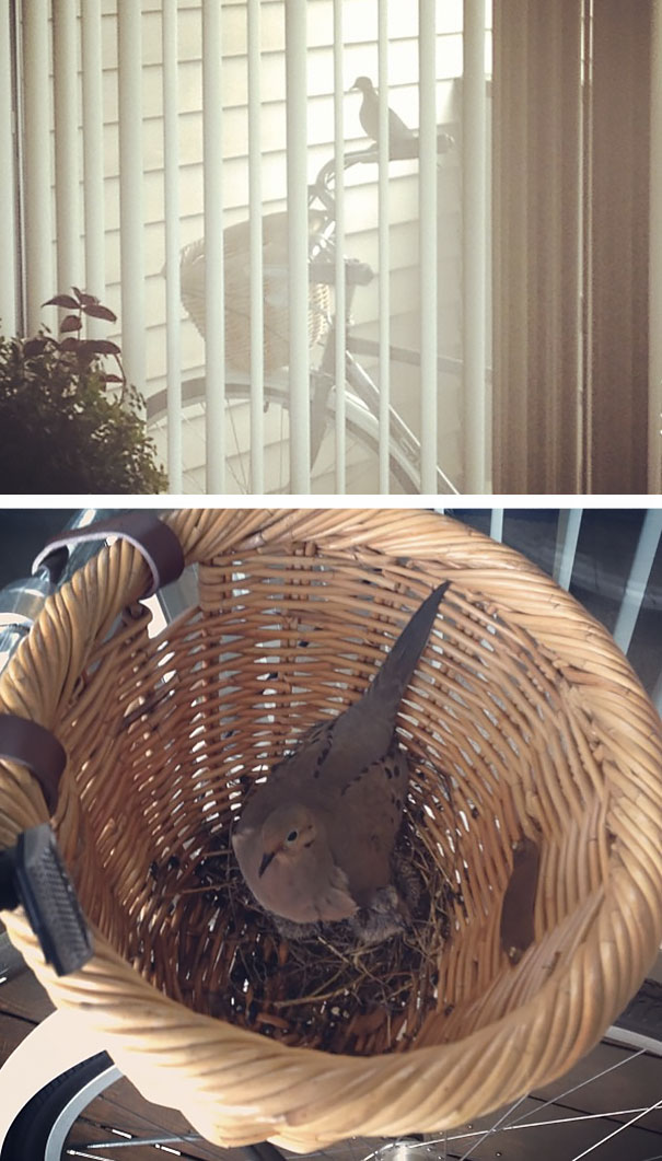 Dove Nest Inside Basket