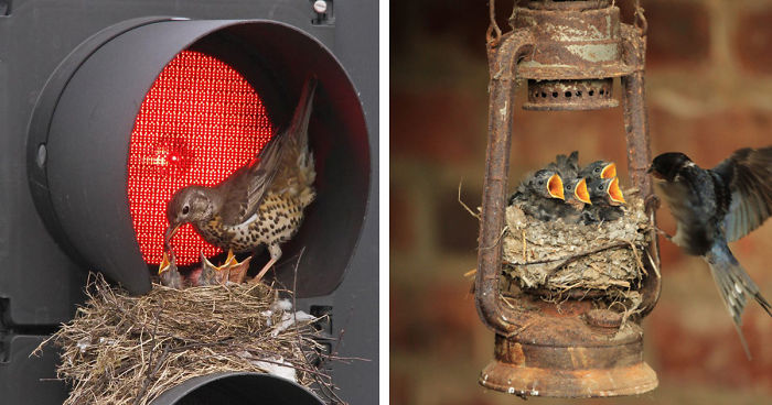 59 Unusual Bird Nests Built In The Weirdest Places
