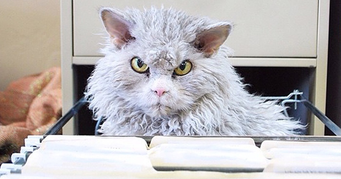 Meet Albert: The Sheep-Cat With A Bitchy Resting Face