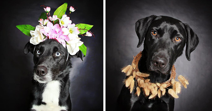 Photographer Helps Often-Overlooked Black Dogs Get Adopted With Beautiful Portraits