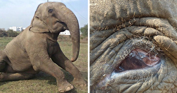 60 Year Old Blind Elephant Beaten By Her Owners Finally Gets Rescued