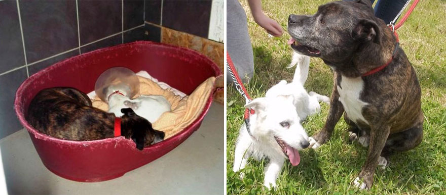 blind-dog-guide-best-friends-abandoned-rescued-stray-aid-shelter-glenn-buzz-6 blind-dog-guide-best-friends-abandoned-rescued-stray-aid-shelter-glenn-buzz-6