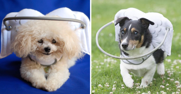 This Angelic Halo Protects Blind Dogs From Bumping Into Things