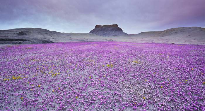 When Conditions Are Right, These Utah Deserts Explode With Colourful Flowers