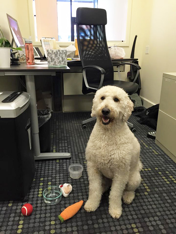 Brought My Dog To Work